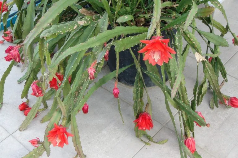 Disocactus Ackermannii - Orchid Cactus flowering