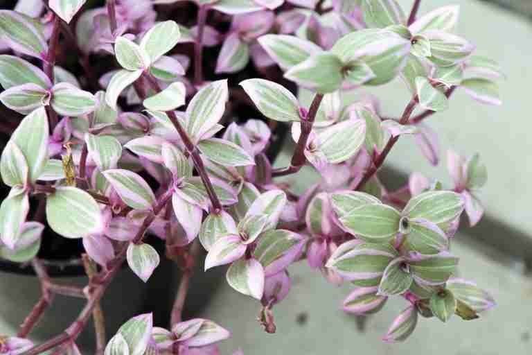 Callisia repens Pink Lady Turtle Vine