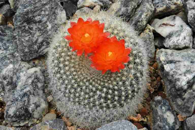 Parodia Haselbergii Scarlet Ball Cactus