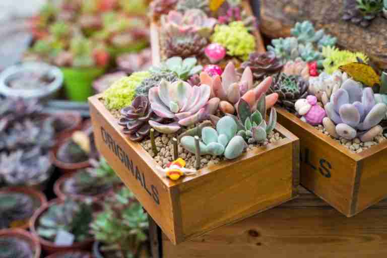 Identifying Succulents By Characteristics