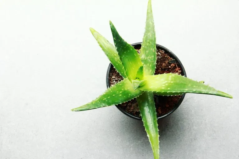 How to care for an aloe vera plant indoors