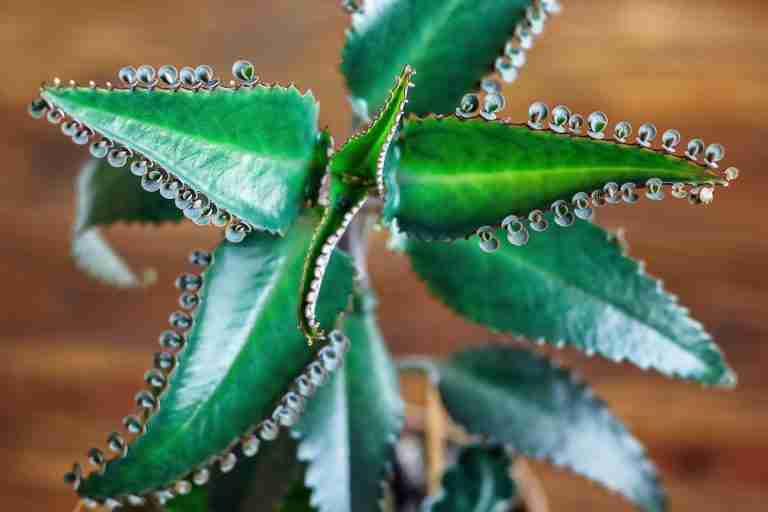 Mother of Thousands Kalanchoe daigremontiana