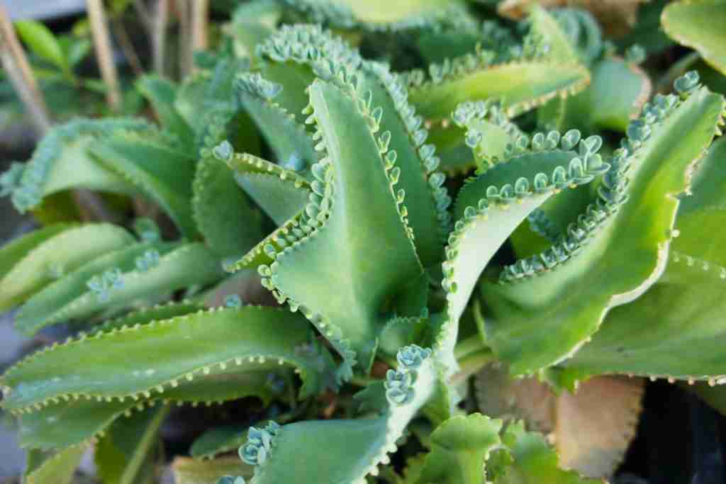 The Key Similarities And Differences Between The Two Plants