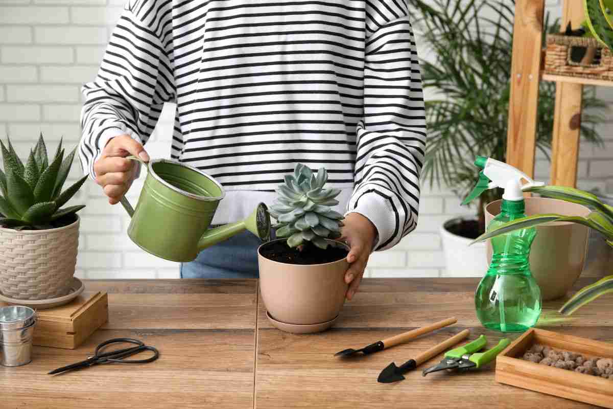 What Is Wrong With My Succulent? Common Problems And The Best Solutions