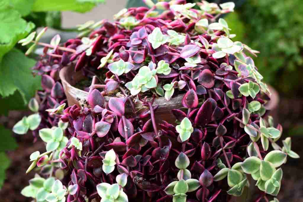 14 Amazing Cacti And Succulents That Trail Or Hang (With Pictures)