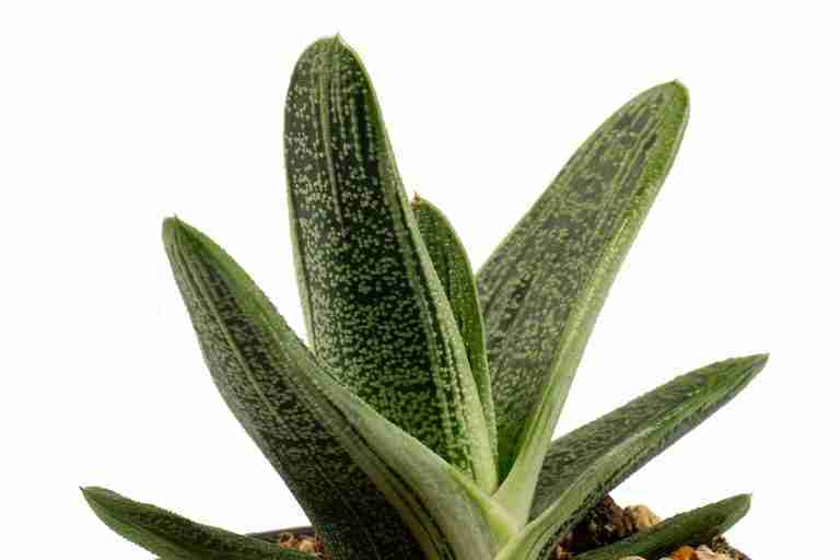 Gasteria Little Warty