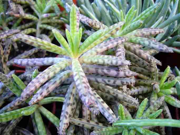 Mother of millions plant