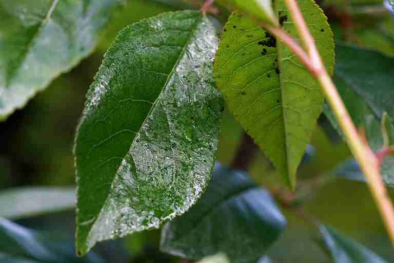 Sticky honeydew on leaves