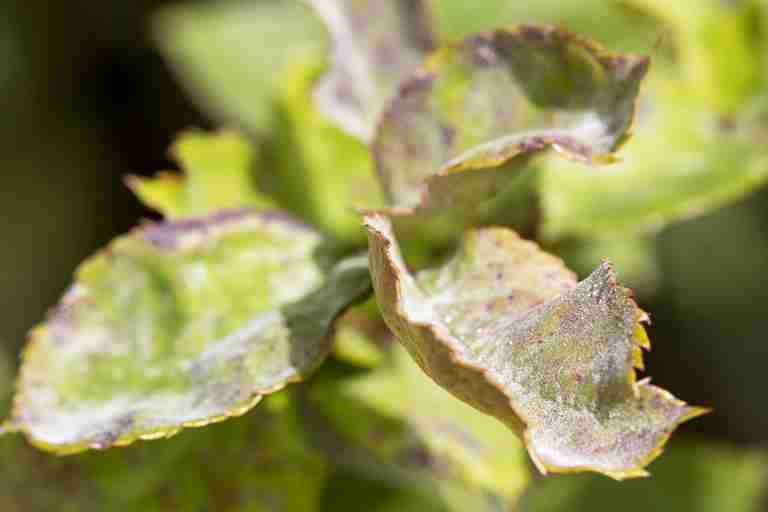 Powdery Mildew on leaves