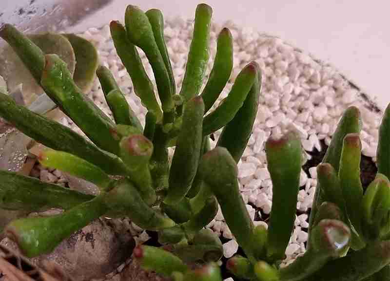 Ogre Ear after watering