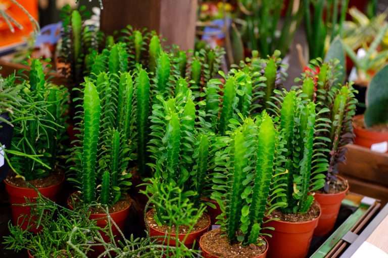 Euphorbia trigona African Milk Tree