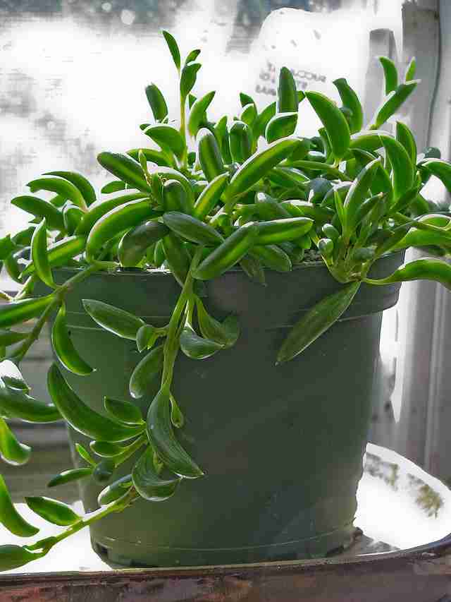 String_of_Bananas
