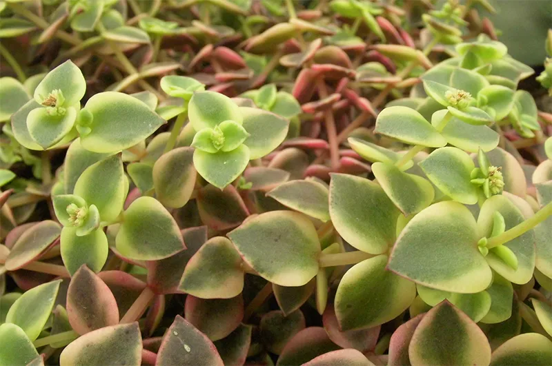 Succulent Stem Turning Brown