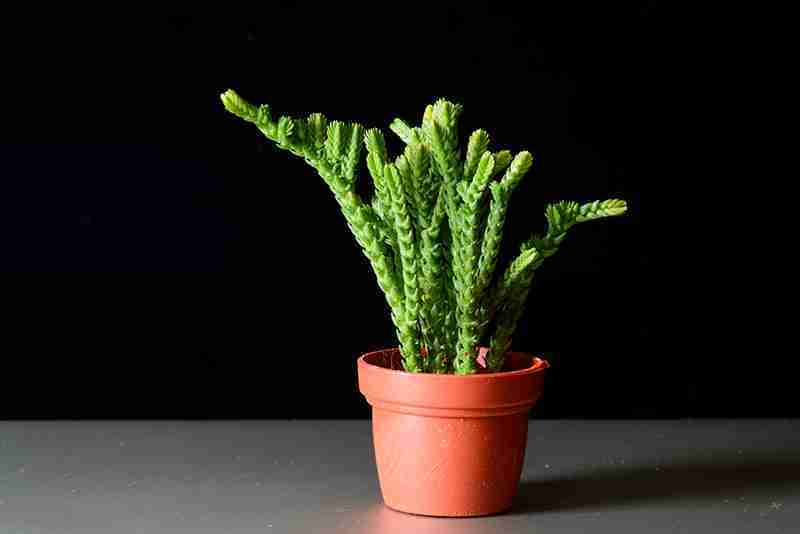 watch_chain_plant