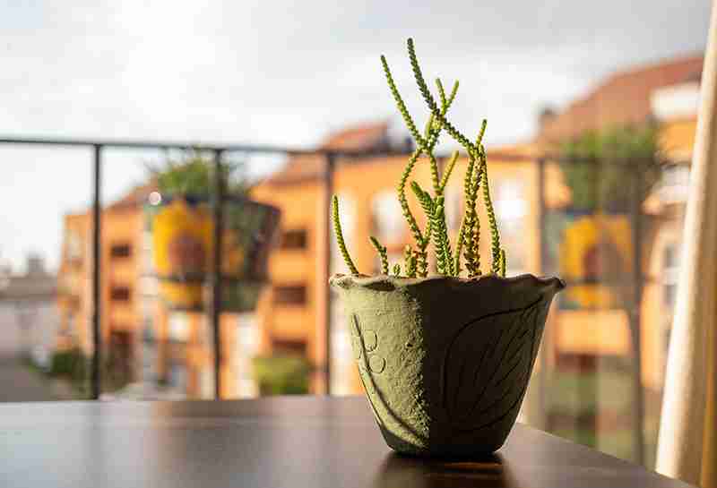 watch_chain_plant