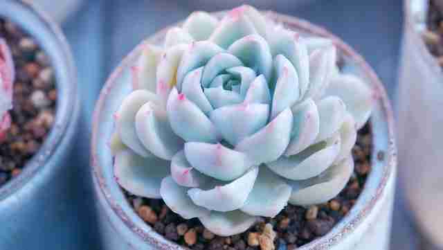 Succulents winter
