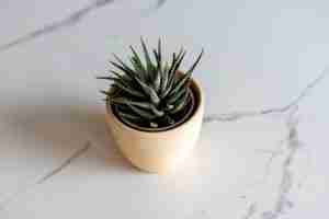 Zebra plant4