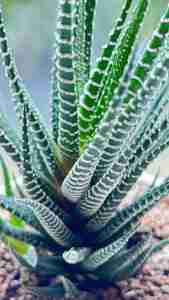 Zebra Plant