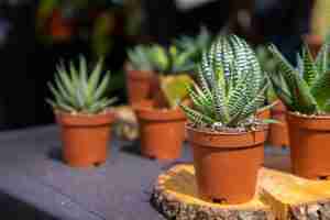 ZEBRA PLANT