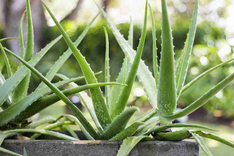 Aloe vera