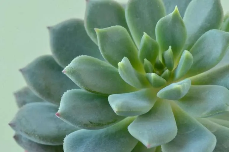 Echeveria close up
