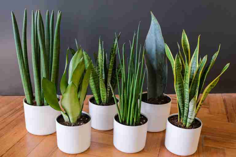 Sansevieria Snake Plant Collection