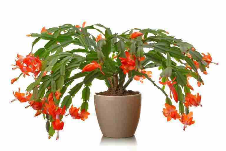 Schlumbergera