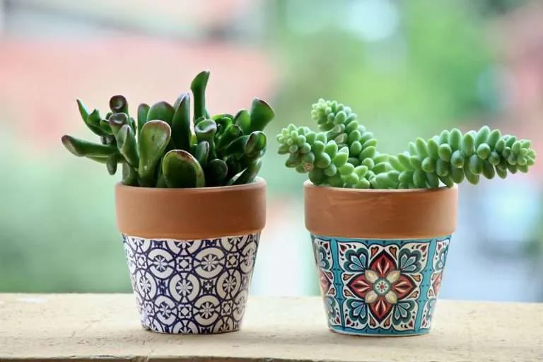 Shrek Ears and Donkeys Tail succulents