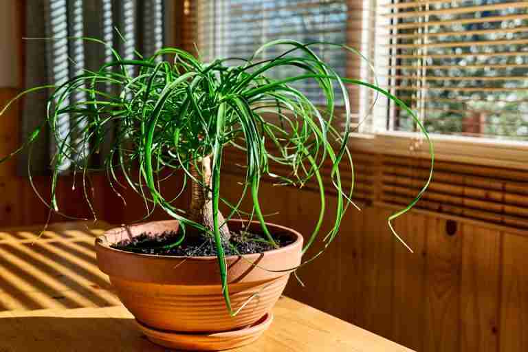 Ponytail palm beaucarna recurvata