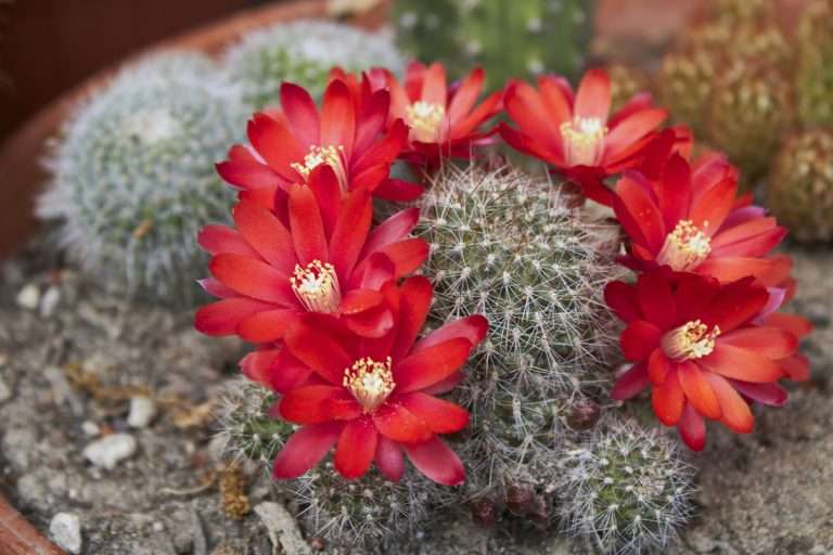 Rebutia Crown Cactus