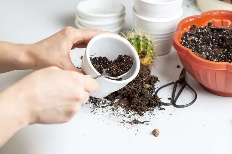 repotting a cactus