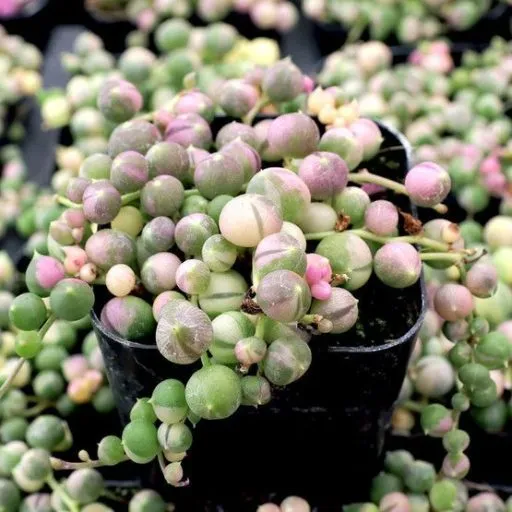Variegated string of pearls