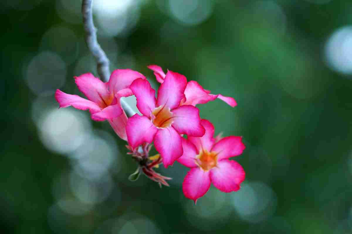 How To Care For An Adenium Obesum Plant