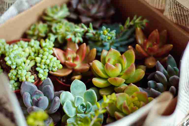 Box of Colorful Succulents