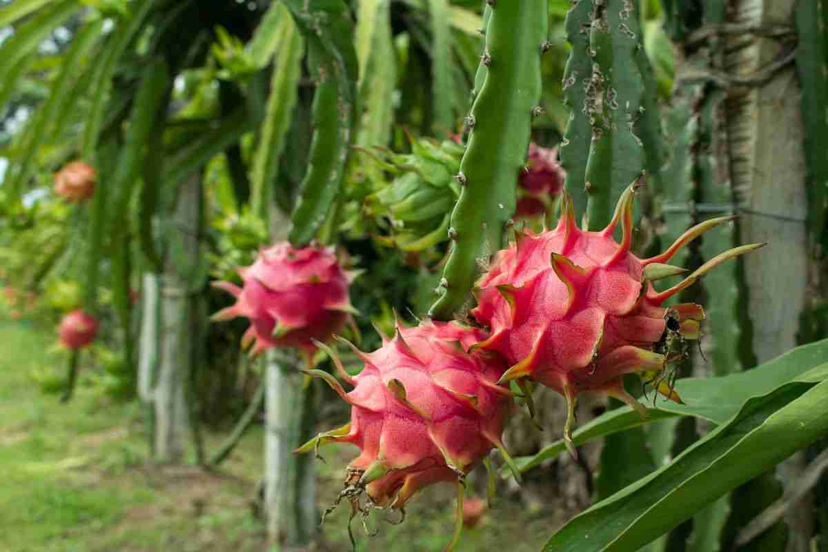 Dragon Fruit Cactus (Hylocereus Undatus)