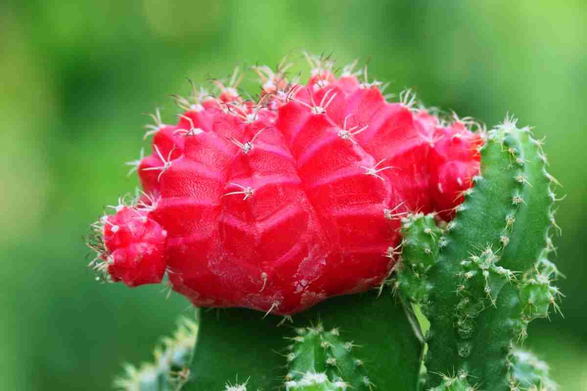 Moon Cactus (Gymnocalycium mihanovichii)