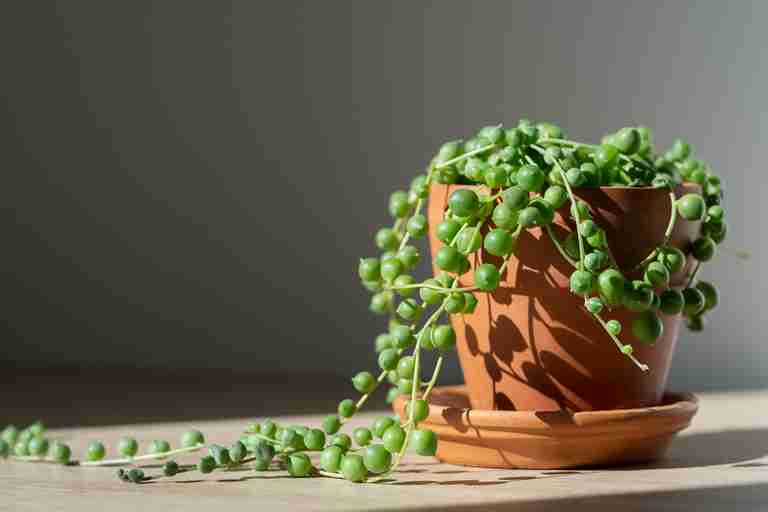 String of Pearls