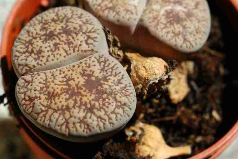 rotten lithops